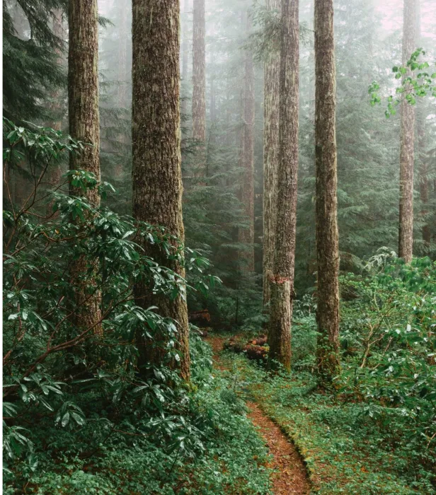 Julie Canu Sophrologue